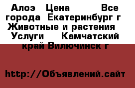 Алоэ › Цена ­ 150 - Все города, Екатеринбург г. Животные и растения » Услуги   . Камчатский край,Вилючинск г.